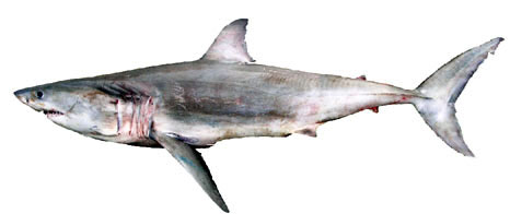 Carcharodon carcharias_05.jpg